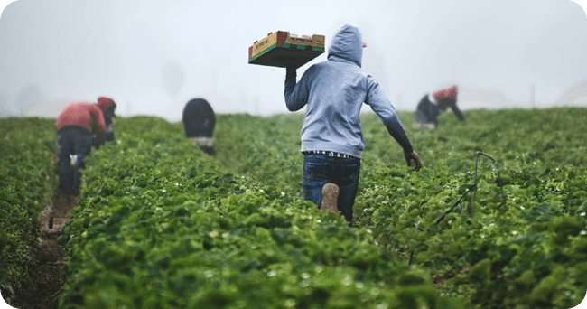 Farmers working on a field