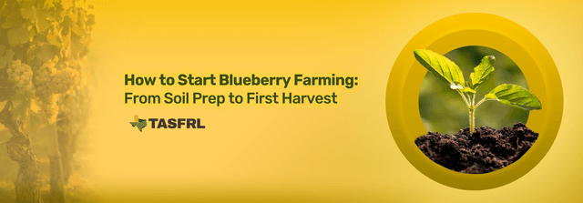 How to Start Blueberry Farming: From Soil Prep to First Harvest