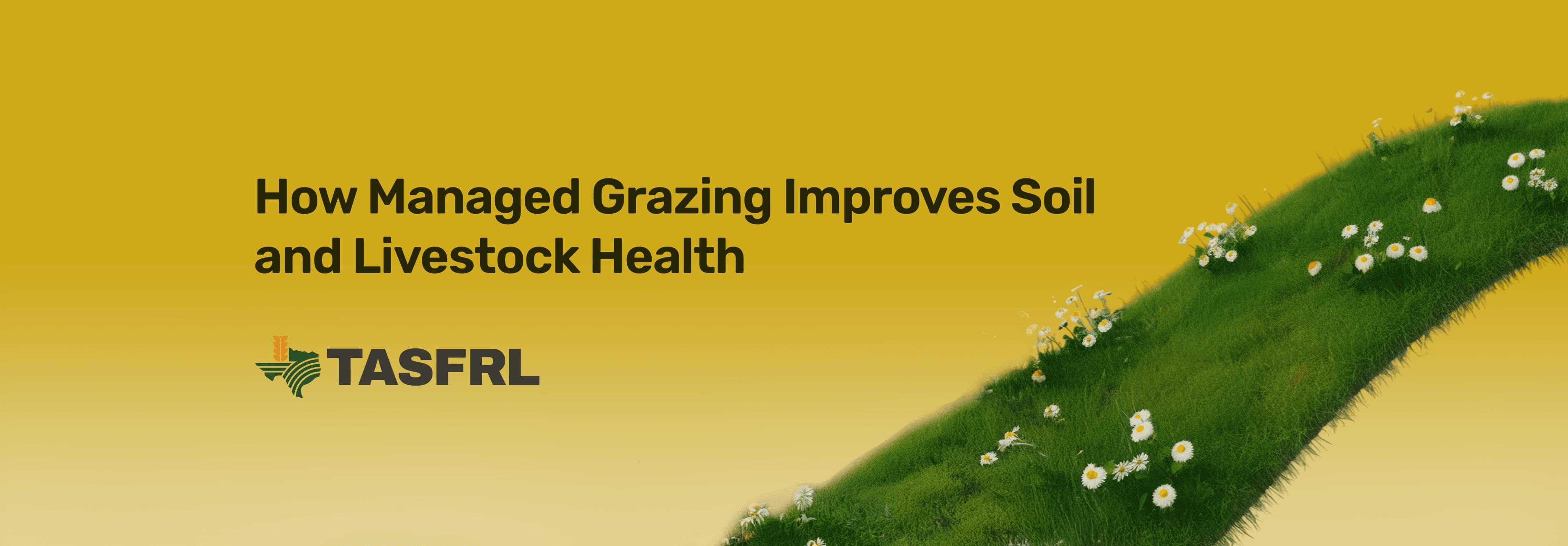How Managed Grazing Improves Soil and Livestock Health